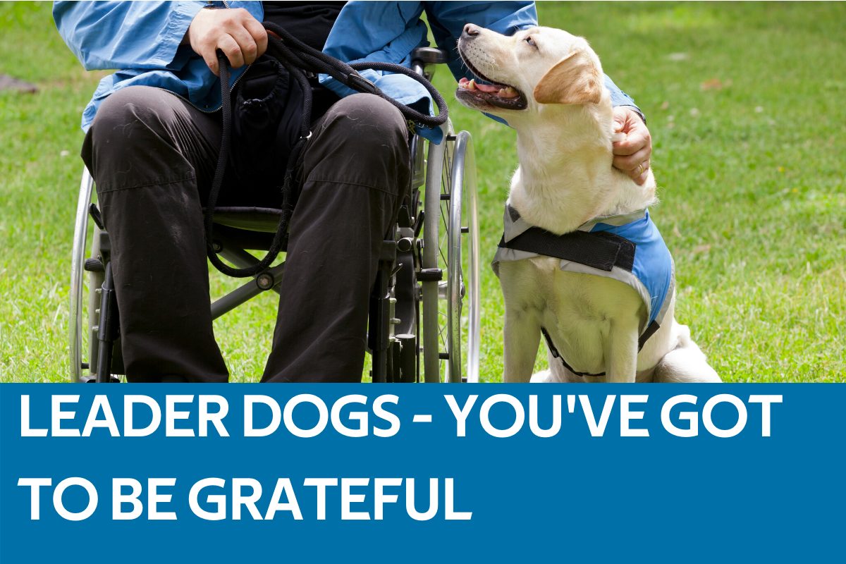 Leader Dogs Featured Image