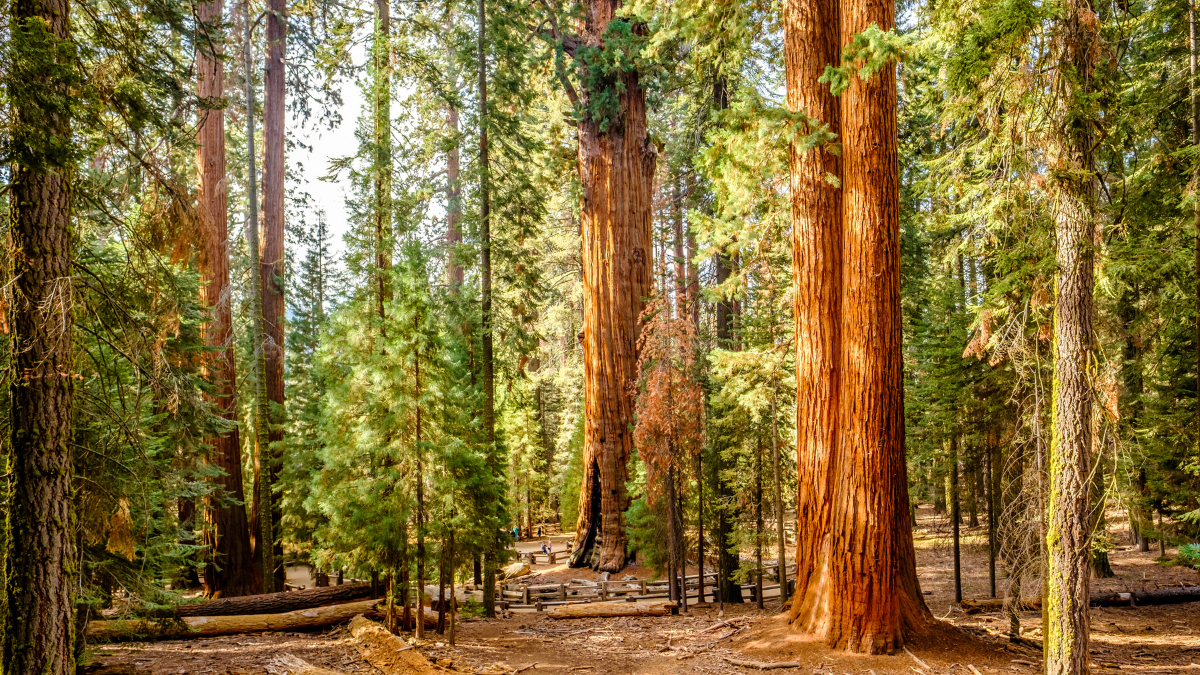 Sequoia National Park